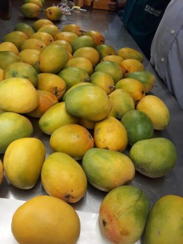 mangoes are ready for quality inspection 